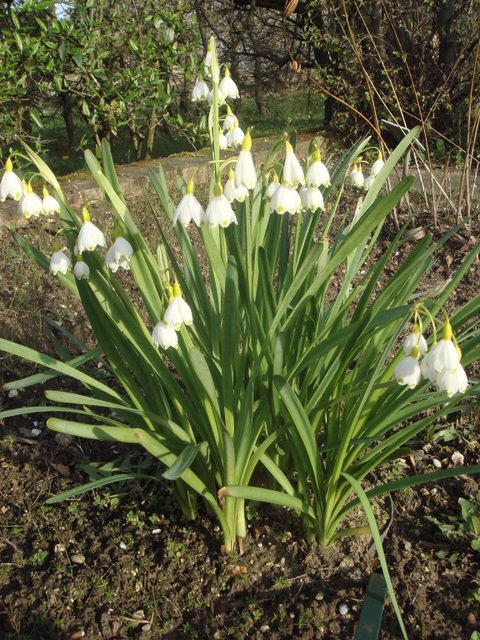 Leucojum aestivum (2)